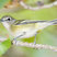 Cassin's Vireo